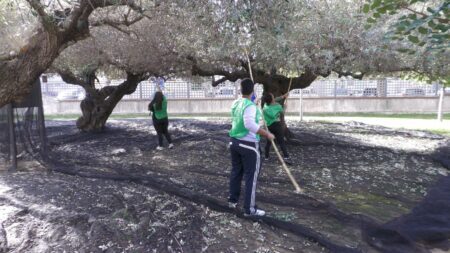 Amposta transforma els seus espais verdes en recursos solidaris amb el projecte Espigola i Alimenta