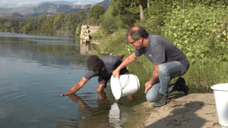 Alliberats 100 alevins d’esturió a Xerta per consolidar el retorn de l’espècie a l’Ebre