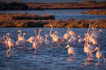 15 entitats de les Terres de l’Ebre denuncien greus retallades als Ports i al Delta de l’Ebre i alerten d’un “crim ecològic” als espais naturals de Catalunya
