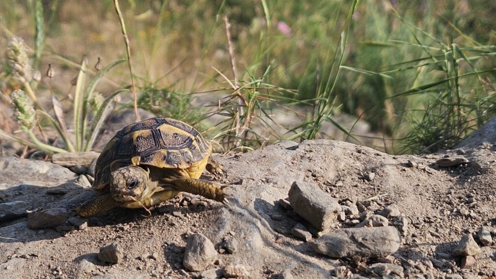 El programa de reintroducció de la tortuga mediterrània es consolida als parcs naturals de la Serra del Montsant, Cap de Creus i els Ports