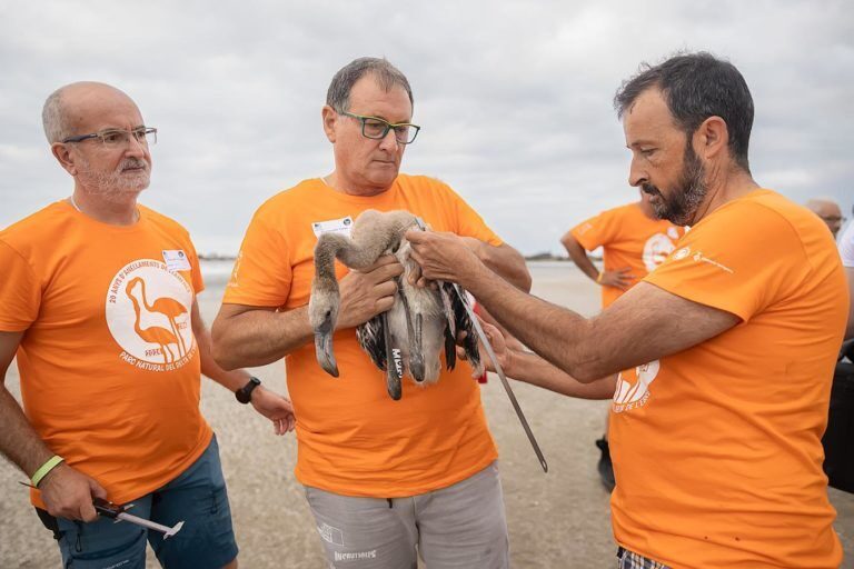 El Delta de l’Ebre anella 400 cries de flamenc en la 15a edició de l’actuació al Parc Natural