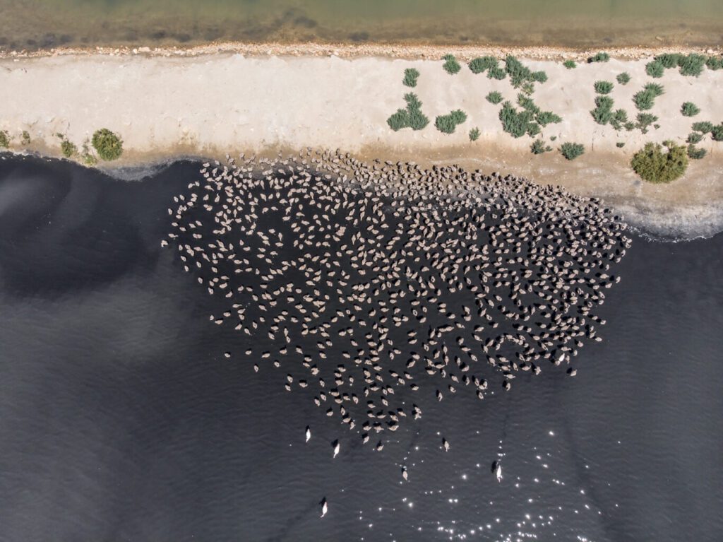 El flamenc es reprodueix un any més al delta de l’Ebre, en una única colònia amb unes 1.500 parelles, a la Punta de la Banya, a la Ràpita