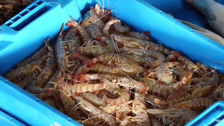 El llagostí consolida la seva posició com a producte estrella de la pesca a la Ràpita