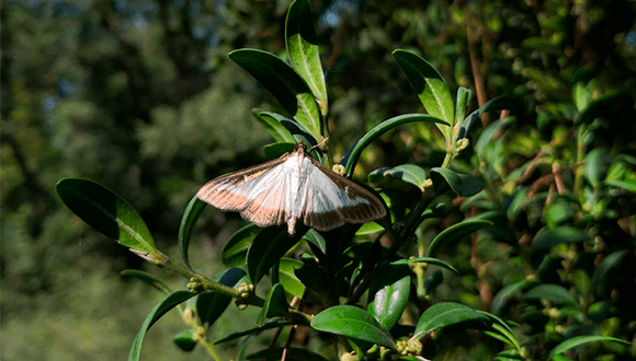 La plaga de la papallona del boix s’estén pel Massís del Port i amenaça la supervivència dels boscos autòctons