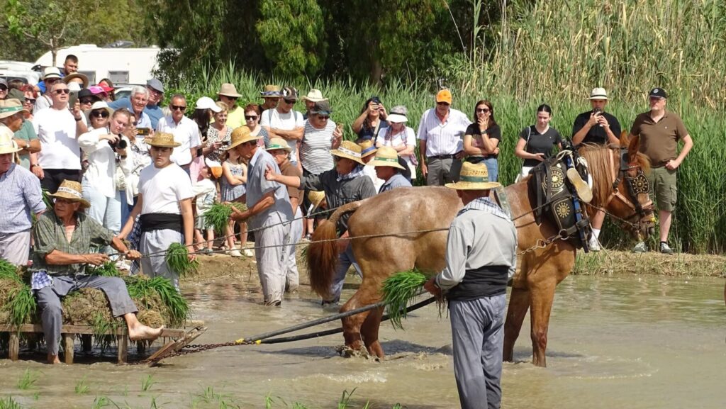 La XXXVII Festa de la Plantada de l’Arròs d’Amposta reuneix una gran participació al voltant de la Casa de Fusta