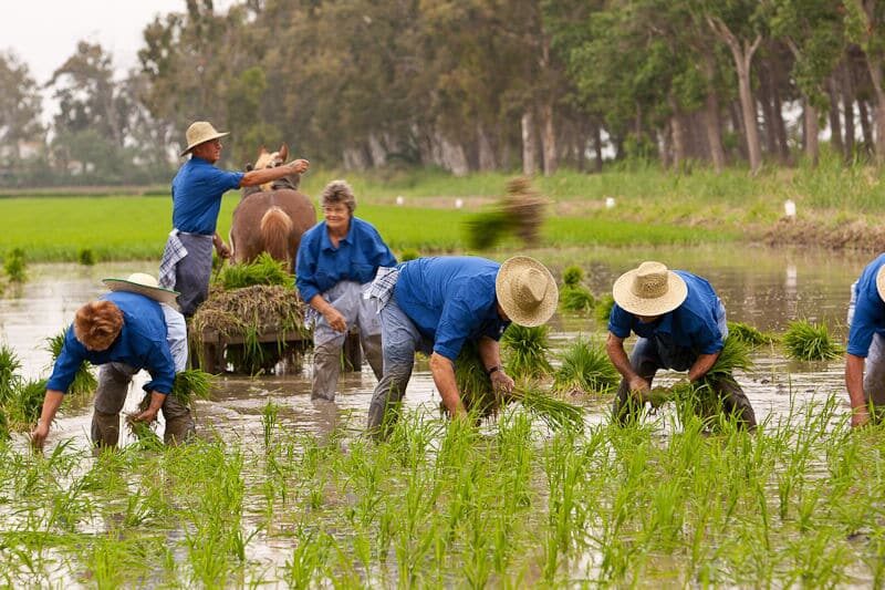 Deltebre reivindica la memòria arrossera amb la Festa de la Plantada