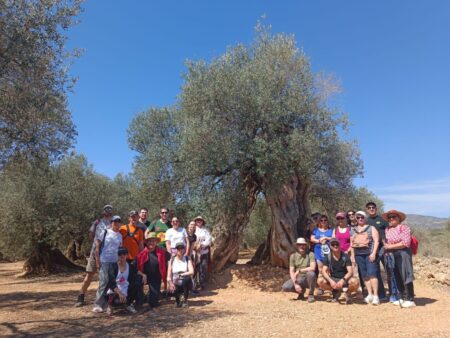 Canet lo Roig presenta el calendari de les visites guiades que tenen com a protagonista a les oliveres mil·lenàries