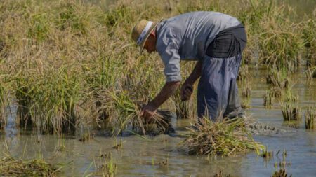 El Delta de l’Ebre tanca La Ruta de la Sega amb el I Concurs Nacional d’Arròs DOP del Delta