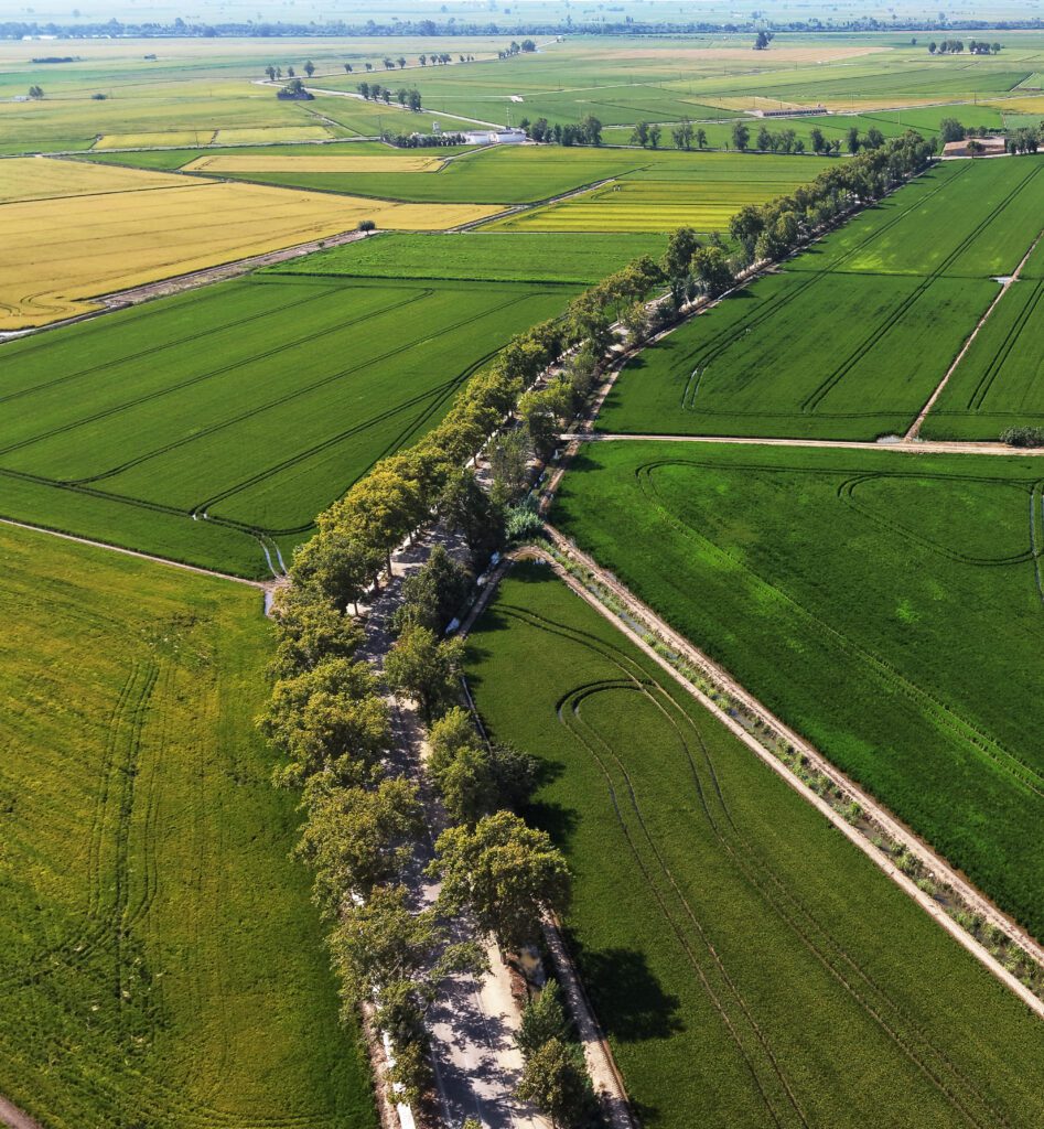 L’Aldea passa de dues a tres Flors d’Honor i consolida la seua aposta per la millora dels espais verds i l’enjardinament
